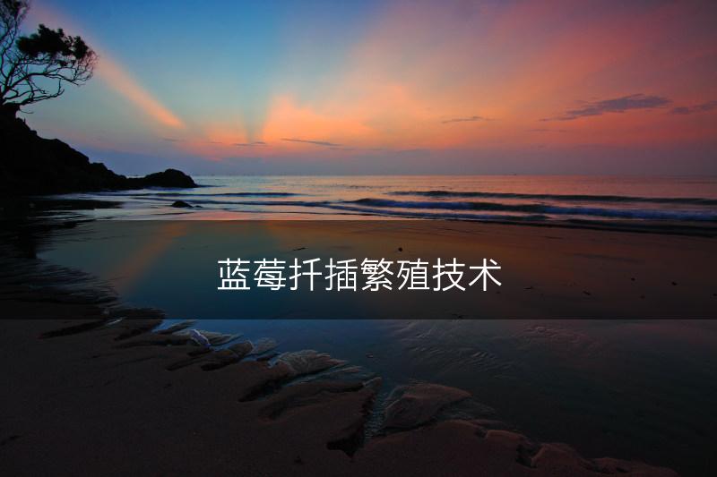 蓝莓扦插繁殖技术(图1)