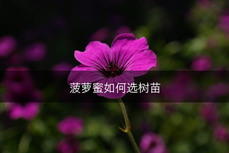 菠萝蜜如何选树苗(图1)