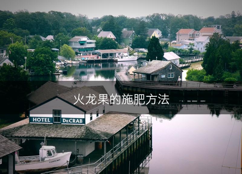 火龙果的施肥方法(图1)