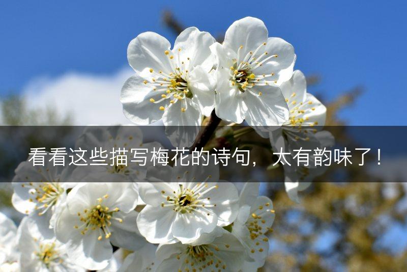看看这些描写梅花的诗句，太有韵味了！(图1)
