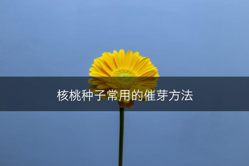 核桃种子常用的催芽方法(图1)