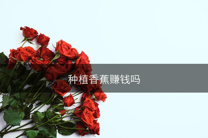 种植香蕉赚钱吗(图1)