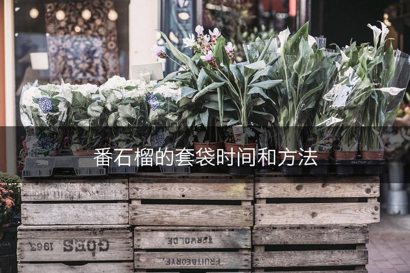 番石榴的套袋时间和方法(图1)