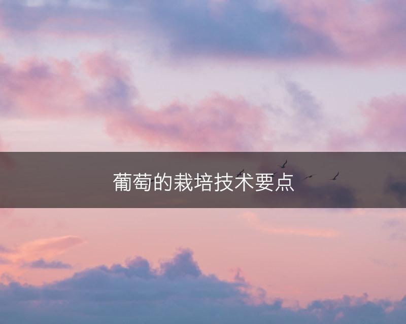 葡萄的栽培技术要点(图1)