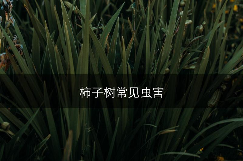 柿子树常见虫害(图1)
