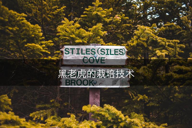黑老虎的栽培技术(图1)