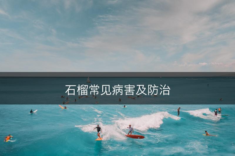 石榴常见病害及防治(图1)