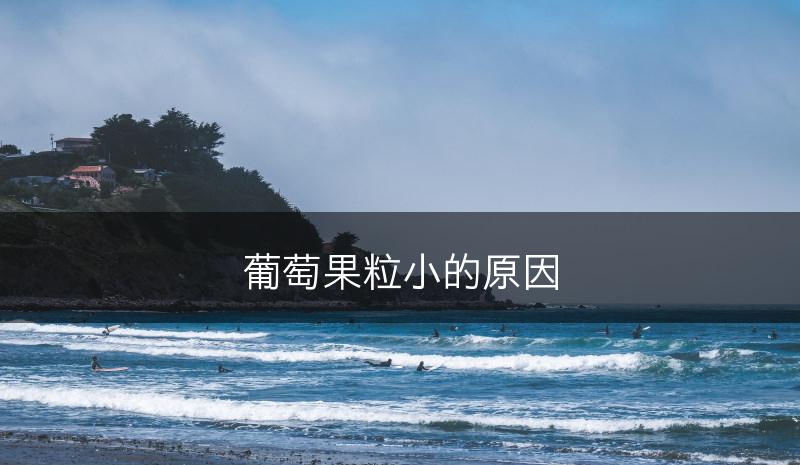 葡萄果粒小的原因(图1)