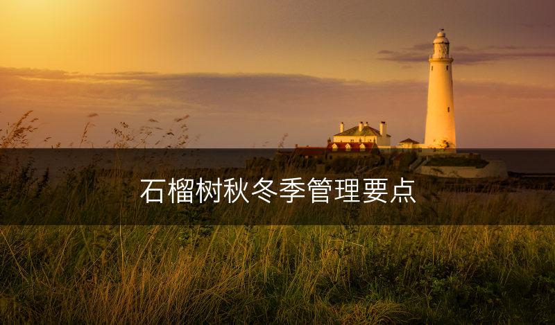 石榴树秋冬季管理要点(图1)