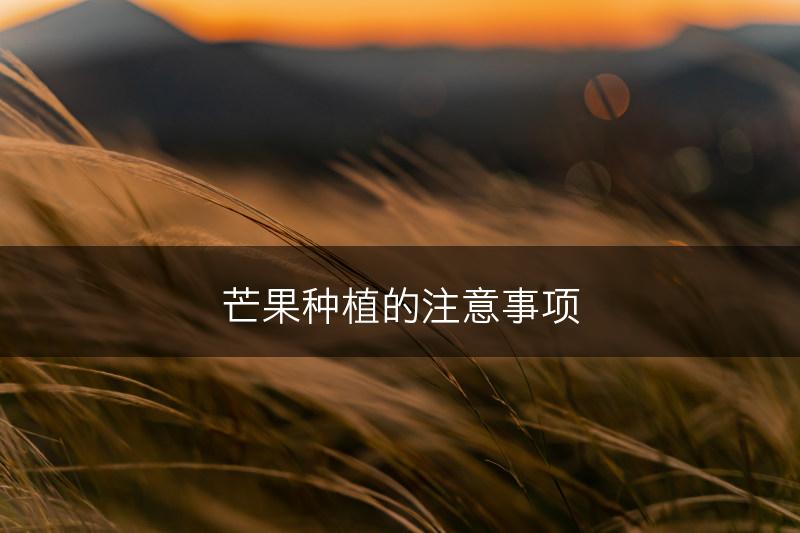 芒果种植的注意事项(图1)