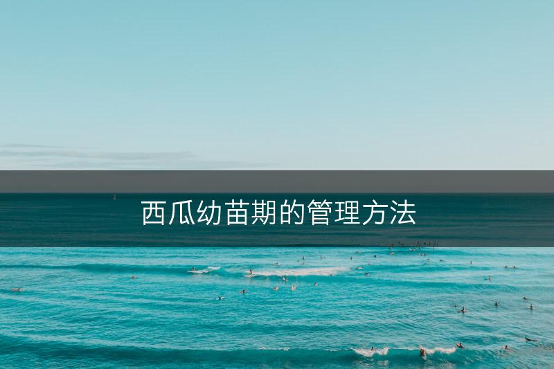 西瓜幼苗期的管理方法(图1)