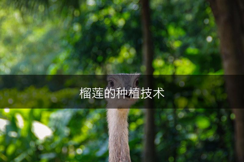 榴莲的种植技术(图1)