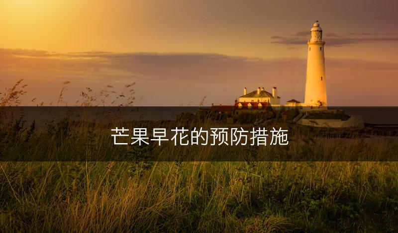 芒果早花的预防措施(图1)