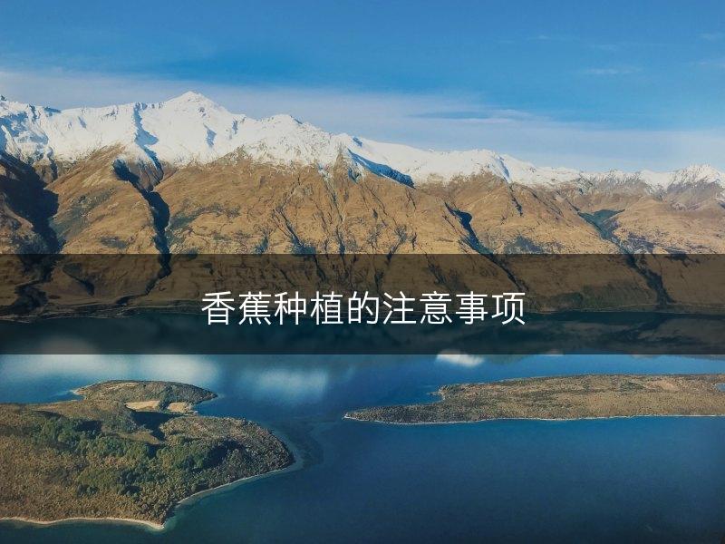 香蕉种植的注意事项(图1)