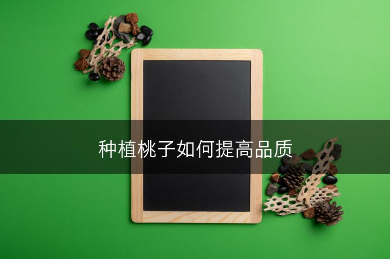 种植桃子如何提高品质(图1)