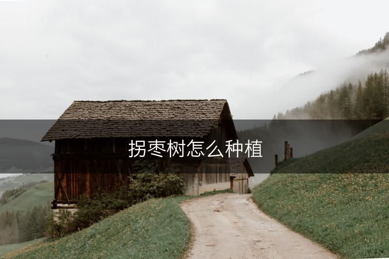 拐枣树怎么种植(图1)