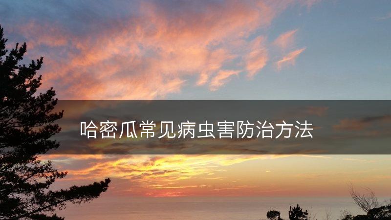 哈密瓜常见病虫害防治方法(图1)