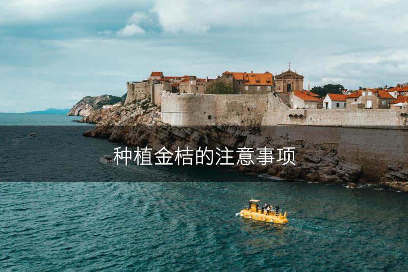 种植金桔的注意事项(图1)