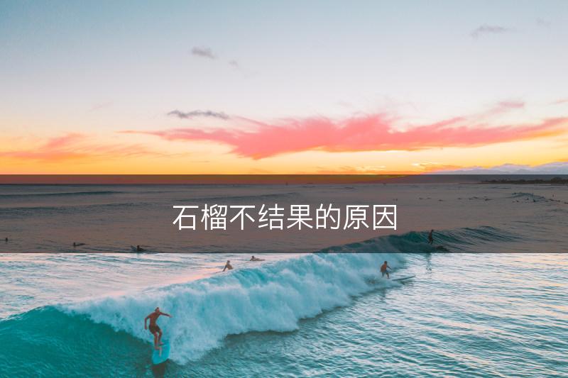 石榴不结果的原因(图1)