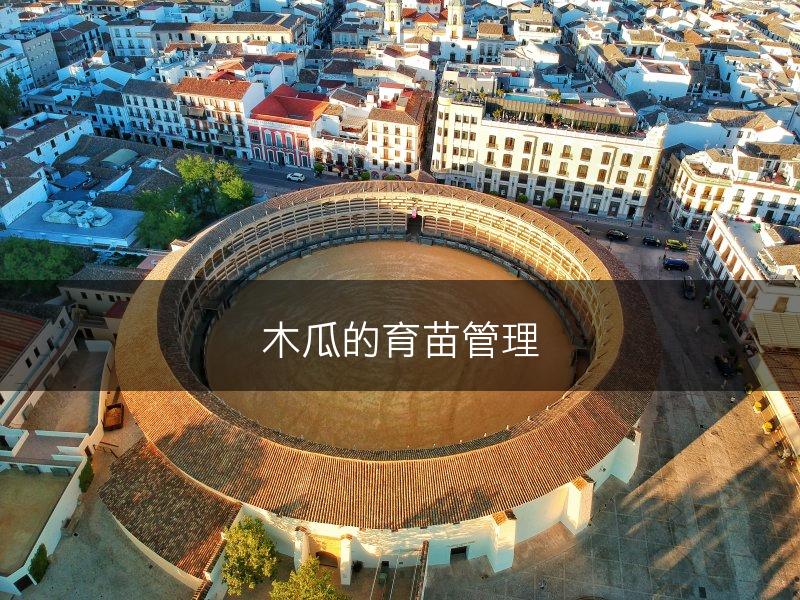 木瓜的育苗管理(图1)