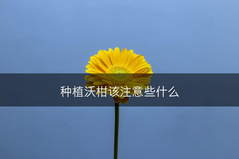 种植沃柑该注意些什么(图1)