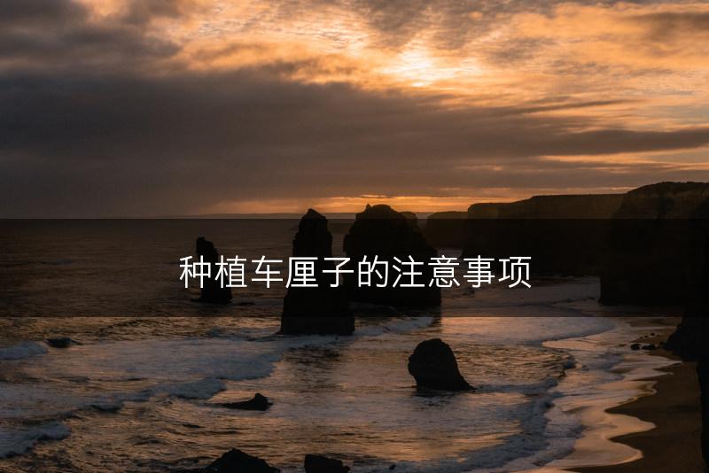 种植车厘子的注意事项(图1)