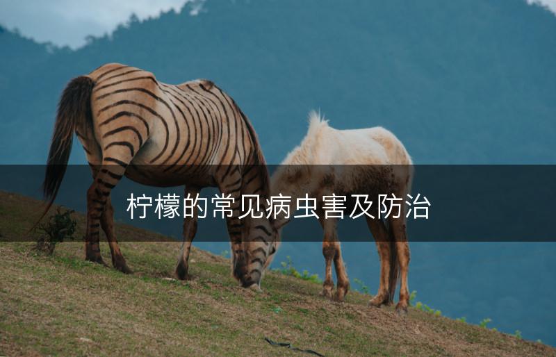 柠檬的常见病虫害及防治(图1)