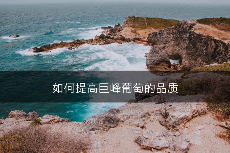 如何提高巨峰葡萄的品质(图1)