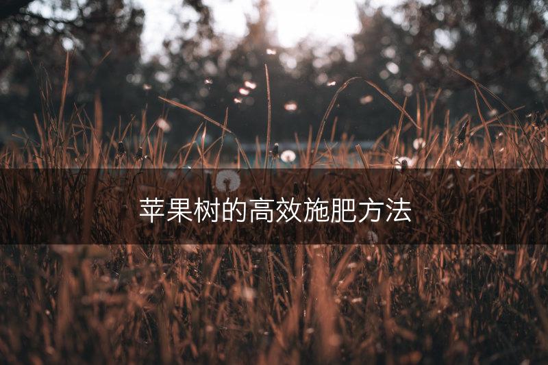 苹果树的高效施肥方法(图1)