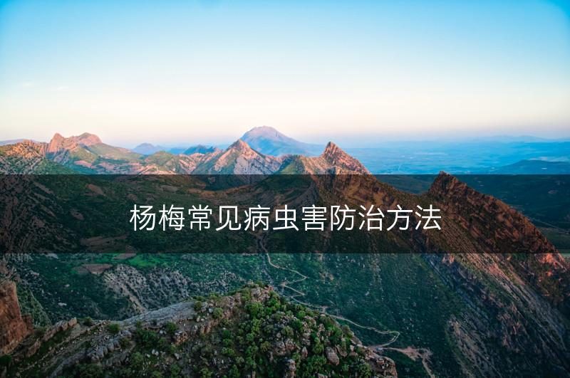 杨梅常见病虫害防治方法(图1)
