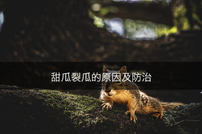 甜瓜裂瓜的原因及防治(图1)