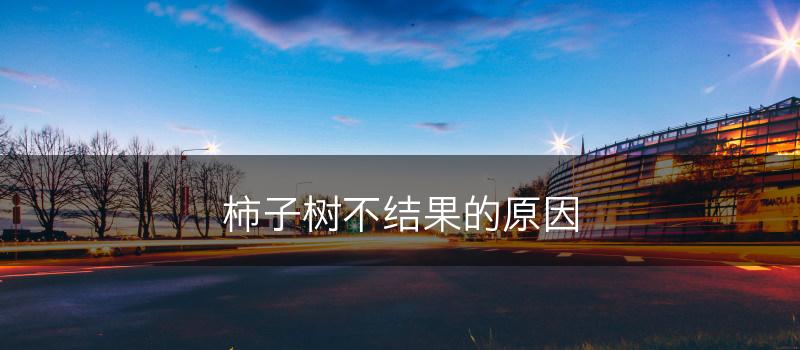 柿子树不结果的原因(图1)
