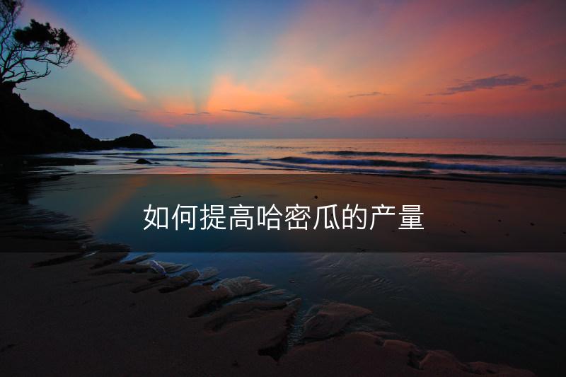 如何提高哈密瓜的产量(图1)