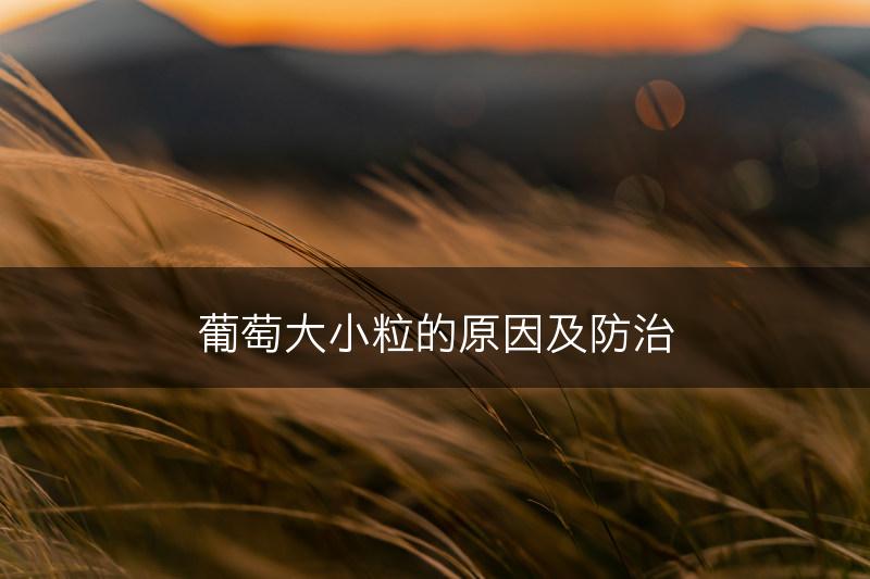 葡萄大小粒的原因及防治(图1)