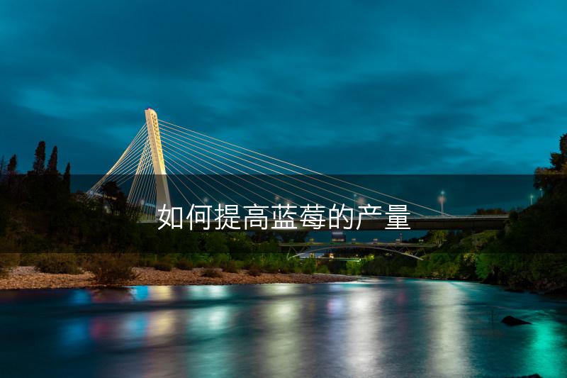 如何提高蓝莓的产量(图1)