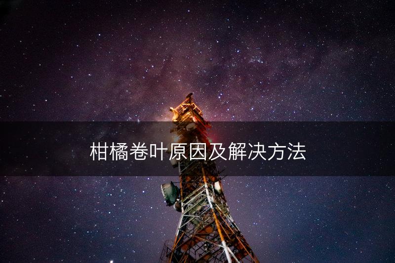 柑橘卷叶原因及解决方法(图1)