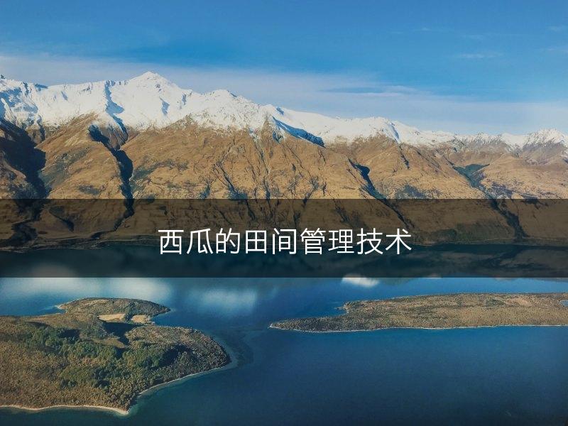 西瓜的田间管理技术(图1)