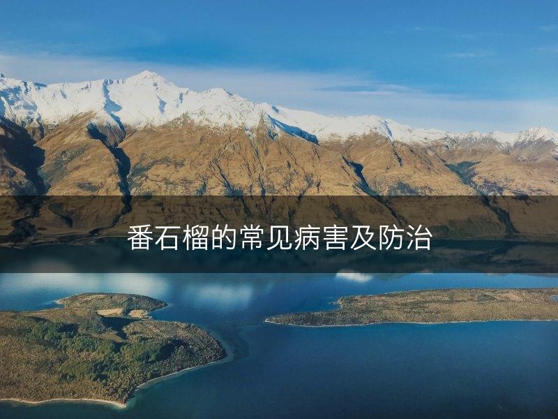 番石榴的常见病害及防治(图1)