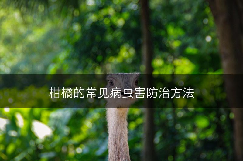 柑橘的常见病虫害防治方法(图1)