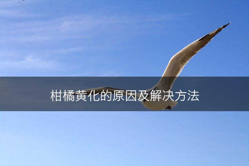 柑橘黄化的原因及解决方法(图1)