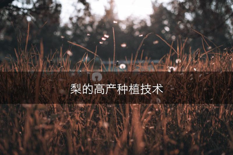 梨的高产种植技术(图1)
