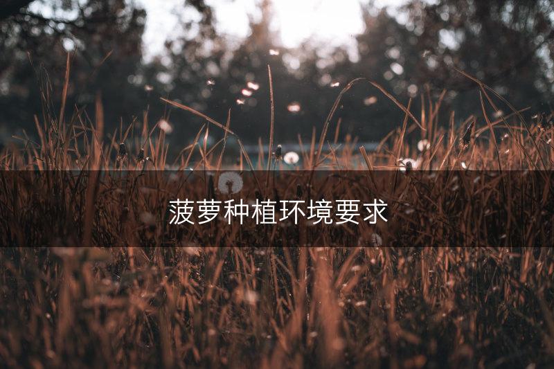 菠萝种植环境要求(图1)