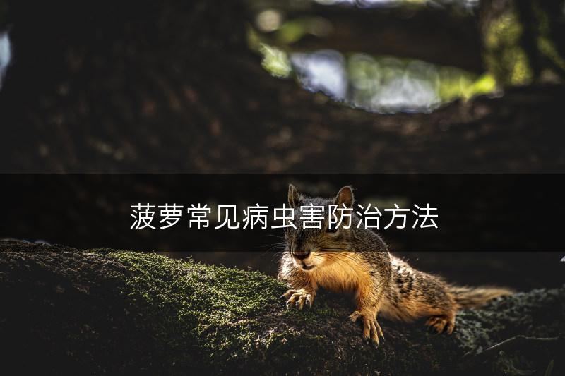 菠萝常见病虫害防治方法(图1)