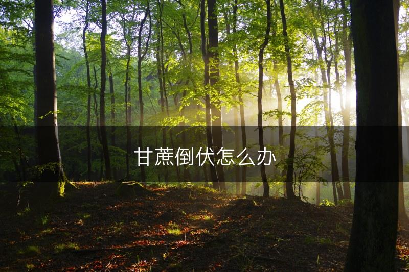 甘蔗倒伏怎么办(图1)