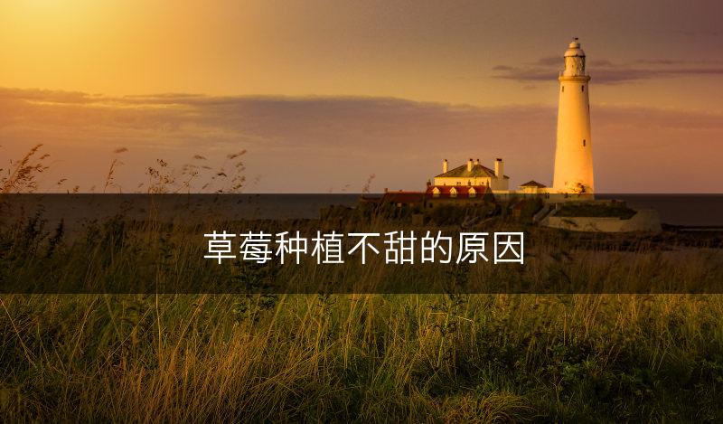 草莓种植不甜的原因(图1)