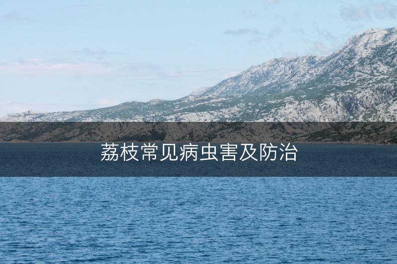 荔枝常见病虫害及防治(图1)