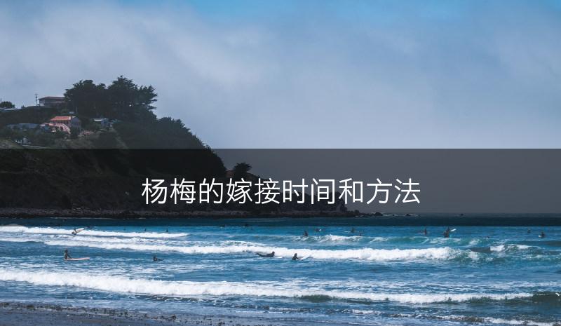 杨梅的嫁接时间和方法(图1)