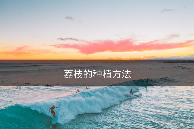 荔枝的种植方法(图1)
