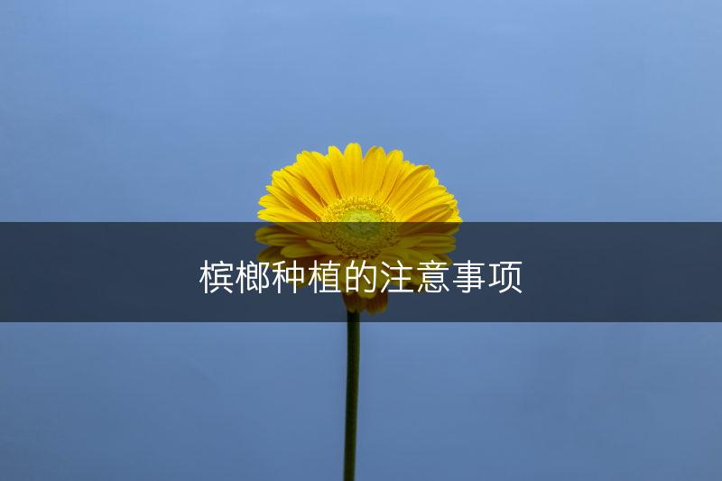 槟榔种植的注意事项(图1)