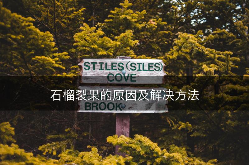 石榴裂果的原因及解决方法(图1)